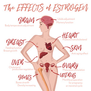 Estrogen